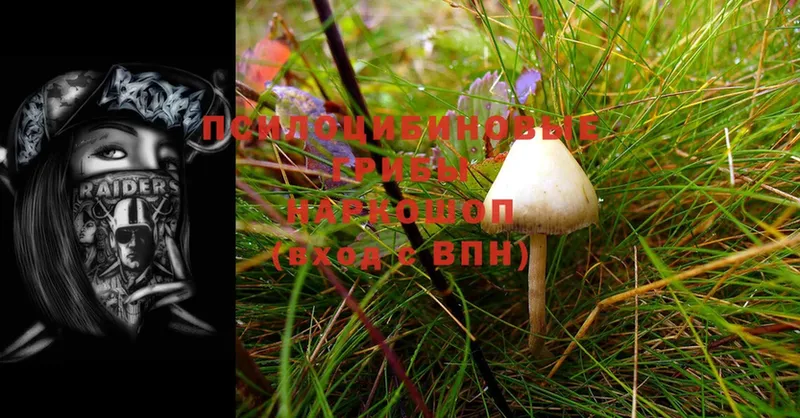 OMG ссылка  Дивногорск  Галлюциногенные грибы Magic Shrooms 